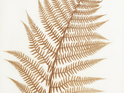 Anna Artaker, Familie der Saumfarngewächse (Pteridaceae), Athyrium (Frauenfarn) (?),  Naturselbstdruck, 2017, Foto: Ulrich Dertschei © The artist