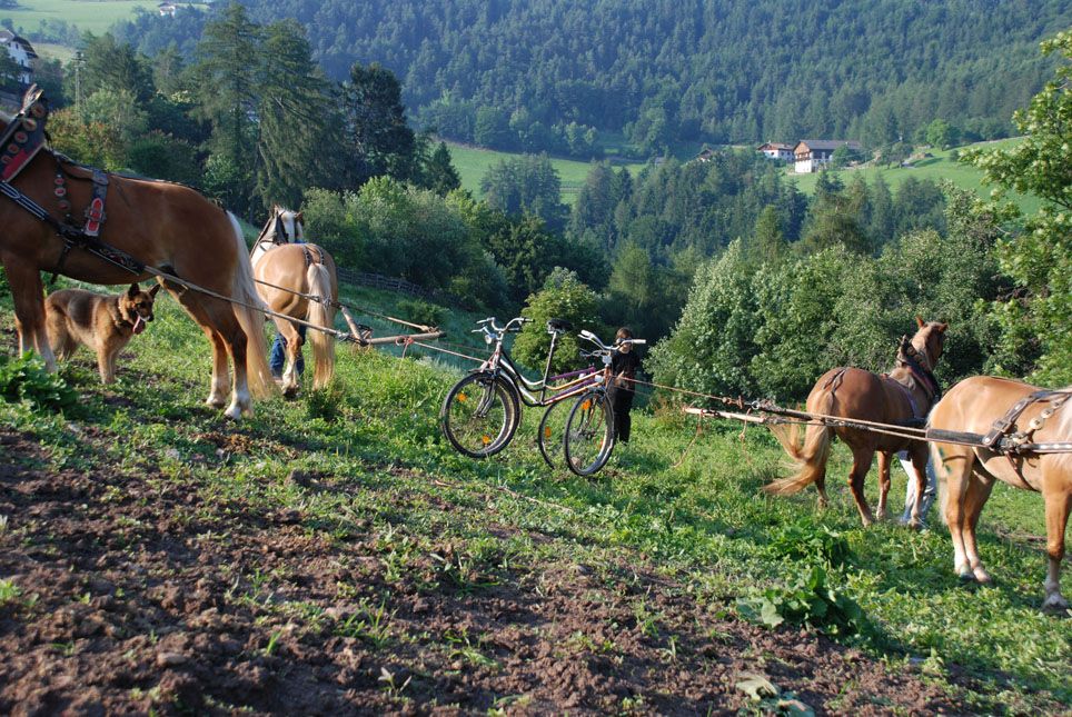 Rainer Ganahl, Étant donnés – Bicycle Machine for Haflinger (Alpine Horses), 2008, Performance, Videostill © Rainer Ganahl