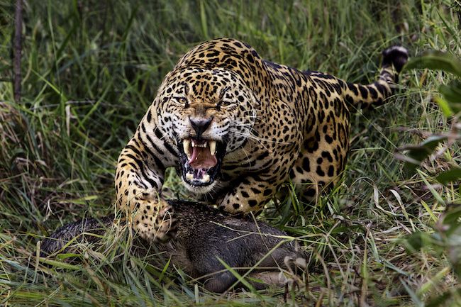 Terra Mater Weltbilder: Jaguar © Araquem Alcantara